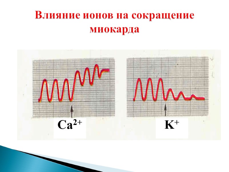 Влияние ионов на сокращение миокарда Ca2+  K+